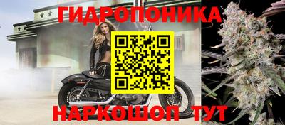 гашик Кингисепп